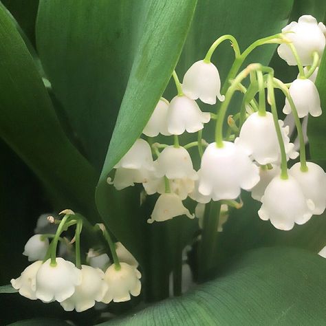 Lily Of The Valley, The Valley, White Flowers, Lily, Flowers, Green, White