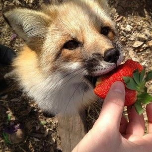 Fox Eat, Fox Pictures, Animal Icon, Pet Fox, Pretty Animals, Silly Animals, Baby Fox, Cute Fox, Red Fox