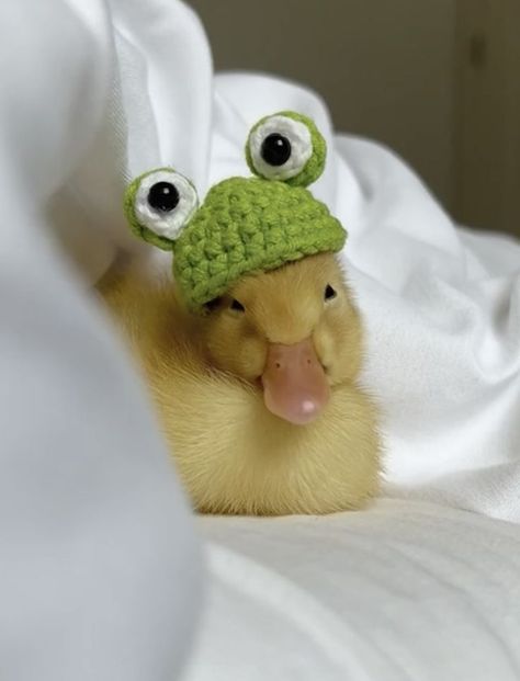 Duck Stuff, Cute Ducks, Pet Ducks, Cutee Animals, Cute Ducklings, Cute Small Animals, Hapkido, Cute Animals Puppies, Funny Animal Photos