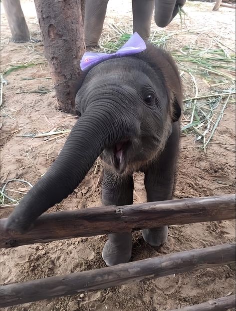 Adam Sanders, Cute Animals Puppies, Photographie Portrait Inspiration, Pretty Animals, Cute Animals Images, Silly Animals, Fluffy Animals, Cute Wild Animals, Cute Elephant