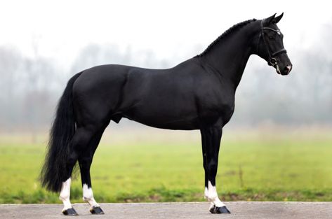 Thoroughbred Horse Black, Black Thoroughbred Horse, Black Warmblood Horse, Dutch Warmblood Horse, Throughbred Horses, All Horse Breeds, Horse Riding Aesthetic, Dutch Warmblood, Warmblood Horses