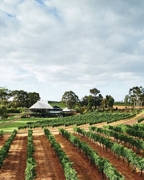 Just three hours from Perth, Margaret River is the perfect spot for a weekend getaway for lovers of the finer things in life (read, wine 🍷). But there's more to the region than wine, including spectacular limestone caves hidden near the coastline, gourmet foods and picturesque towns. At the link in bio, we show you the best places to stay. Photography: The Green Door - Karri Retreat, Stonehaven Lodge, The Leaf House, Hamish Stubbs for @infinity_chalet Words: Lisa Easey #margaretriver #buc... Margaret River Wineries, California Winery, Australian Wine, Winery Tours, Margaret River, Wine Trail, Yarra Valley, Types Of Wine, Wine Region