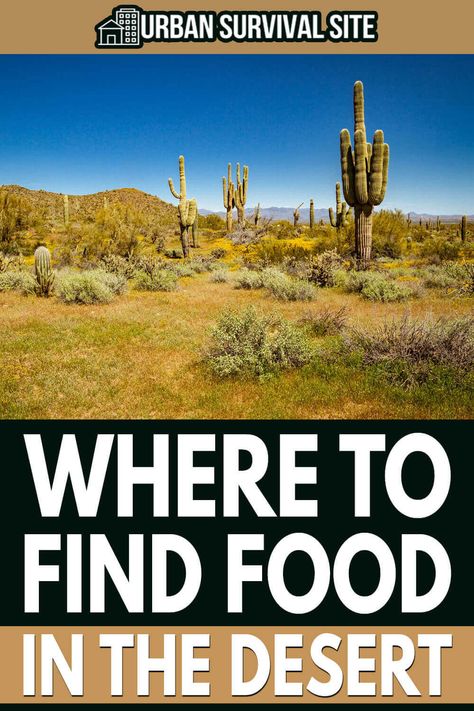 There might be more food in the desert than you think. Options include certain types of cactus, agave, mesquite trees, and more. Desert Survival, Prepper Ideas, Arid Landscape, Types Of Cactus, Mesquite Tree, Water Survival, Shtf Preparedness, Doomsday Prepping, Desert Environment