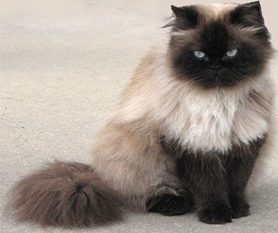 Himalayan Persian Cats, Cat Playground Outdoor, Himalayan Kitten, Himalayan Cat, Cat Playground, Long Haired Cats, Types Of Cats, Bengal Cat, Persian Cat