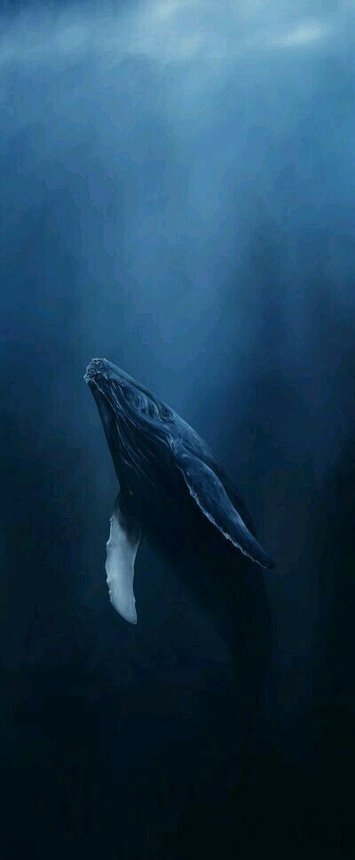 FOND D'ÉCRAN OU HEAD POUR MOBILE LG Deep Ocean Background, Whale Lockscreen, Blue Whales Photography, Half Underwater Photography, Sea Creatures Aesthetic, Marine Aesthetic, Widgets Idea, Whale Underwater, Whale Art Print