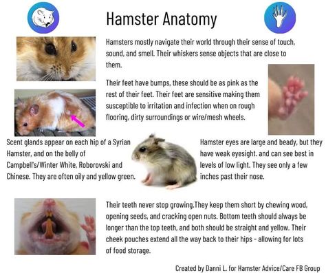 Hamster Stuff, Hamster Life, Hamster Habitat, Pet Things, Hamster Care, Syrian Hamster, Hamster Cage, Cute Hamsters, Kit Kat