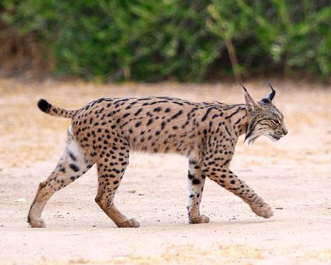 Lynx Lynx, Iberian Lynx, Cat Species, Kinds Of Cats, Canine Art, Animal Groups, Animals Images, Lynx, Animal Photo