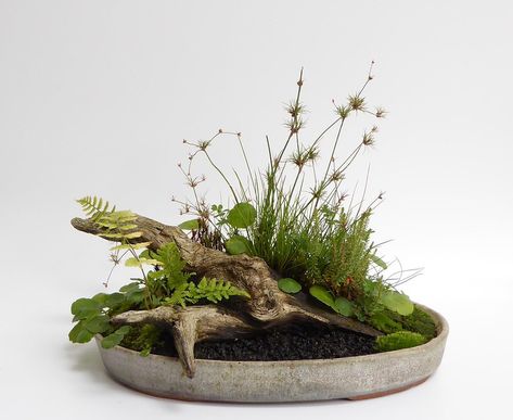 Arreglos Ikebana, Bog Garden, Moss Garden, Tiny Plants, Garden Terrarium, Bonsai Plants, Terrarium Plants, Bonsai Garden, Plant Art