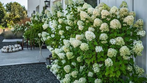 When and how to prune a Bobo hydrangea to keep shrubs healthy and flowering at their best Bobo Hydrangeas, When Do Hydrangeas Bloom, Best Shrubs For Shade, Shrubs For Shade, Bobo Hydrangea, Hydrangea Landscaping, Evergreen Flowers, Types Of Hydrangeas, Bigleaf Hydrangea