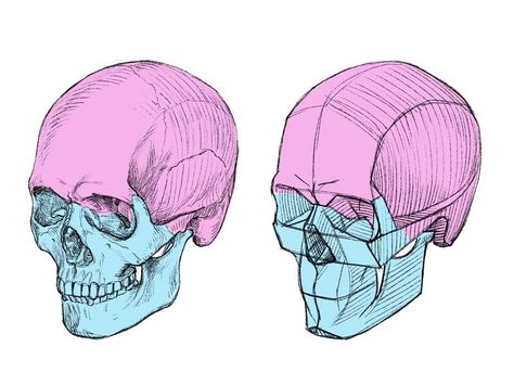 Skull Simplified, Simplified Skull, Human Skull Anatomy, Skull Study, Anatomy Tips, Skull Anatomy, Head Anatomy, Skull Reference, Skeleton Anatomy