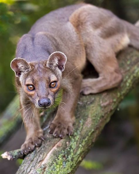 Daily Animal Posts on Instagram: “This elegant hunter captured on film by @patrickvb75 is a fossa! The fossa is the largest carnivorous mammal on the island of Madagascar.…” Fossa Animal, Madagascar Animals, Exotic Mammals, Hxh Characters, Interesting Animals, Unusual Animals, Animal Activities, Rare Animals, Pretty Animals