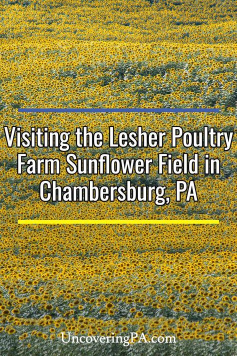 The Lesher Poultry Farm Sunflower Field in Chambersburg, Pennsylvania is an incredible field of beautiful flowers that you can see in August and September each year. Find out everything you need to know to visit this incredible spot. Chambersburg Pennsylvania, Pennsylvania Dutch Country, Pennsylvania Travel, Bucket List Vacations, Franklin County, Pennsylvania Dutch, Poultry Farm, Sunflower Field, Travel Plan