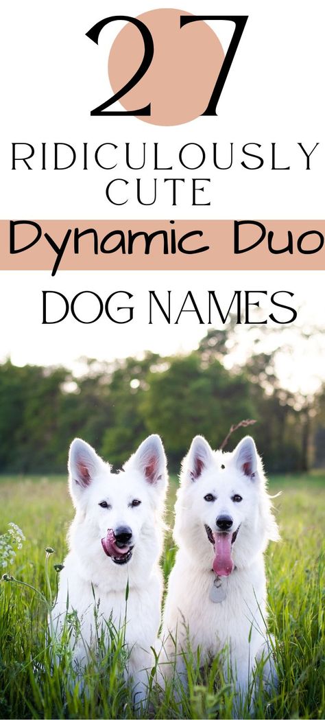 Finding the perfect duo dog names for your adorable brother and sister dogs is a breeze! Celebrate the special bond between your puppy siblings with our curated list of duo dog name ideas. From famous pairs to matching themes, we've got a delightful range of name combinations that will make your brother and sister dogs even more inseparable. Male Pet Names, Best Male Dog Names, Name Combinations, Dog Name Ideas, Famous Brothers, Famous Pairs, Cute Puppy Names, Female Dog Names, Best Dog Names