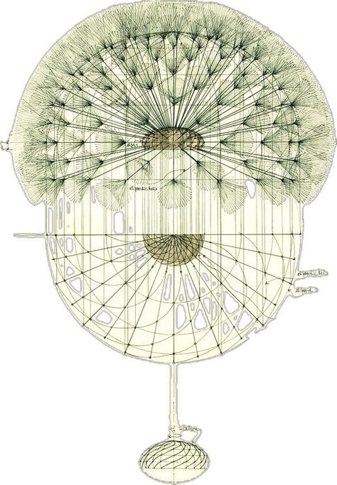 A Dandelion, Botanical Illustration, Sacred Geometry, Geometry, Dandelion, Graphic Design, Design