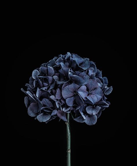 Spid Pye Photographer-International Photography Awards 2020 Dark Hydrangea, Hydrangeas Art, Blue Rose Tattoos, International Photography Awards, Dark Blue Flowers, Art Still Life, Brand Aesthetic, Best Nature Wallpapers, Peonies And Hydrangeas