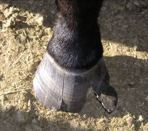 Horse Nutrition, Equine Veterinary, Horse Lessons, Horse Hoof, Horse Information, Healthy Horses, Horse Care Tips, Horse Info, Hoof Care