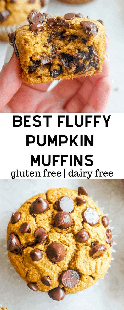 Healthy pumpkin muffins are easy to make and made totally gluten free with certified gluten free oatmeal, fresh pumpkin puree, and a handful of chocolate chips! Toddlers, kids, teenagers, and adults all love these for a simple snack! #pumpkinrecipes #pumpkinmuffin #pumpkin #fallrecipes #glutenfree Dairy Free Pumpkin Muffins, Fresh Pumpkin Puree, Gluten Free Dairy Free Muffins, Healthy Pumpkin Muffins, Muffins Chocolate, Gluten Free Pumpkin Muffins, Pumpkin Puree Recipes, Dairy Free Pumpkin, Pumpkin Chocolate Chip Muffins