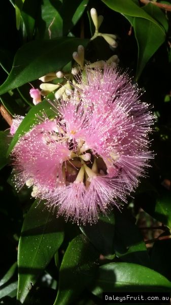 Lily Pilly, Lilly Pilly, Australian Native Garden, Pattern Design Inspiration, Native Garden, Australian Native, Flower Photos, Front Garden, Assessment