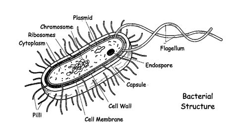 bacteria Bacterial Cell Drawing, Bacteria Structure, Bacterial Cell Structure, Bacterial Cell, Free School Printables, Cell Diagram, Biology Diagrams, Digital Image Processing, Atom Model