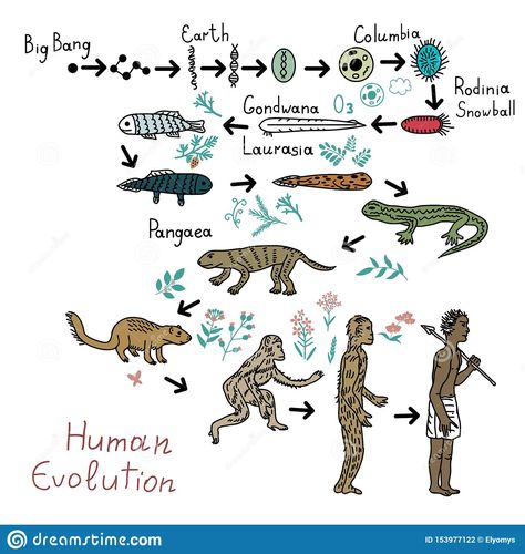 evolution - Google Search Human Evolution Timeline, 90s Bollywood Fashion, Human Illustration, Chest Workout At Home, Evolutionary Biology, Water Creatures, Human Evolution, 90s Bollywood, Chest Workout