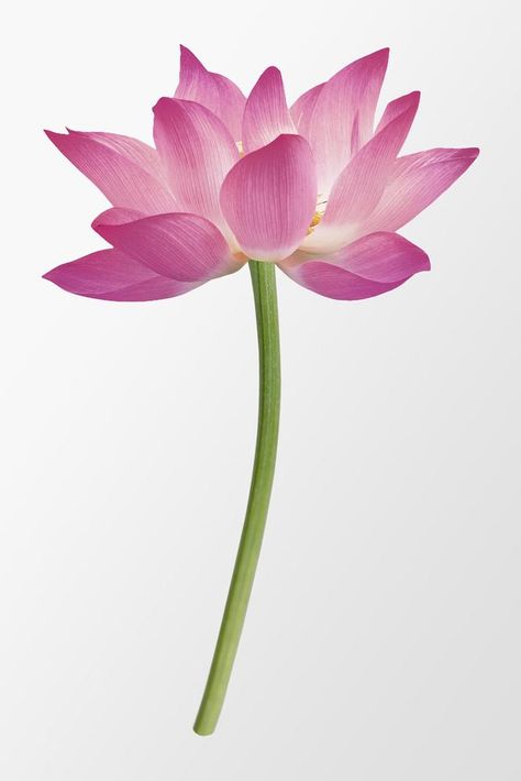 Pink lotus, flower collage element psd | free image by rawpixel.com / kanate All White Background, Pink Lotus Flower, Red Spider Lily, Photo Elements, Sacred Lotus, Indian Flowers, Flower Collage, Pink Lotus, Cotton Buds