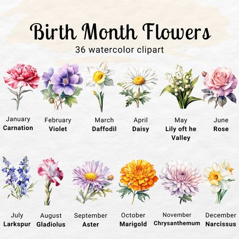 Watercolor Birth Flowers, Birth Month Flower Painting, Botanical Birth Month Flowers, November Birth Flower Watercolor, Birth Month Flower Clipart, Flower Clipart Png, Flower Chart, Flower Meanings, Pixel Image