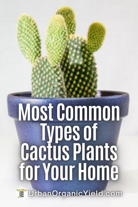 Types Of Cactus Plants Houseplant, Growing Cactus From Clipping, Different Types Of Cactus Plants, Growing Cactus Outdoors, Cactus Types Chart, House Cactus Plants, Cactus Indoor Plant, Types Of Cactus Plants Names, Cactus Care Indoor