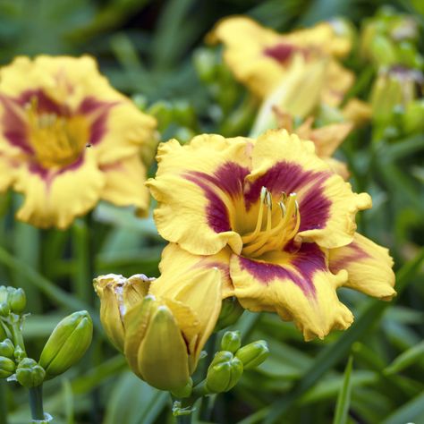 Yellow and Purple Daylilies by AngieC Purple Daylilies, Yellow Daylilies, Yellow Lilies, Tangled Wedding, Plant Bud, Purple Lily, Day Lilies, Stargazer Lily, Garden Images