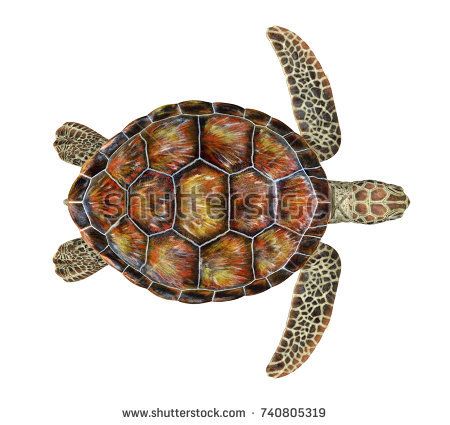 Sea Turtle Isolated. 3D rendering Turtle Top View, Cute Turtle Drawings, Sea Turtle Drawing, Sea Turtle Shell, Sea Turtle Pictures, Turtle Top, Turtle Images, Turtle Drawing, Sea Turtle Art