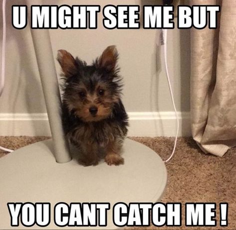 15 Best Yorkshire Terrier Memes to Set the Mood | The Dogman Yorkshire Terrier Funny, Yorkie Terrier, Pet Memes, Yorkie Poo, Funny Dog Memes, Yorkie Dogs, Yorkie Puppy, Cute Dogs And Puppies, Dog Quotes