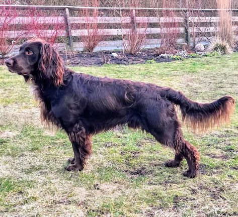 German Spaniel, Group 8, Disabled Dog, Animal References, Water Dog, Mixed Breed Dogs, American Kennel Club, Sporting Dogs, Mixed Breed