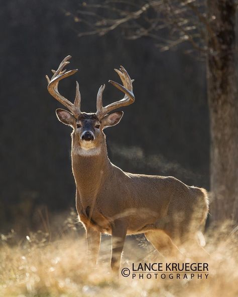 Cat Ultrasound, Whitetail Deer Photography, Deer Pics, Deer Images, Whitetail Deer Pictures, Water Deer, Deer Photography, Male Deer, Whitetail Deer Hunting