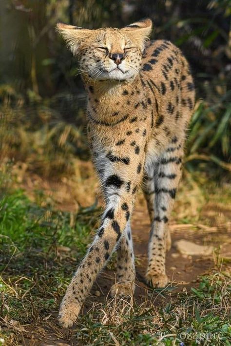 Small Animal Photography, Curly Haired Cat Breed, Beautiful Rare Animals, Types Of Pretty Face Animals, Pretty Cats Unique, Animal Poses Reference, Serengeti Cat, Beautiful Wild Animals, African Serval Cat