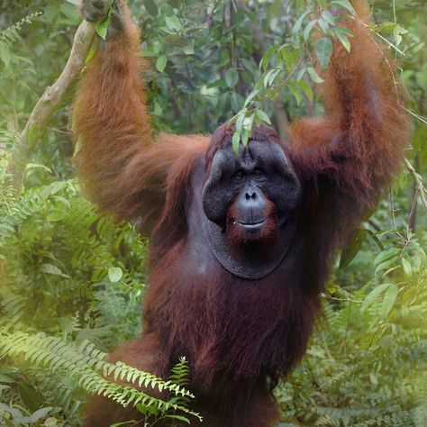 Male Orangutan, Sumatran Orangutan, The Jungle Book, Great Ape, Wildlife Conservation, Famous Books, Iconic Photos, Primates, Fantastic Beasts