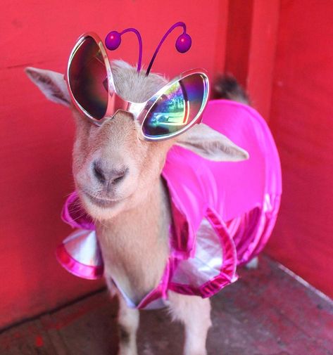 Goat Aesthetic, Goat Pics, Animals In Costumes, Silly Goat, Goat Meme, Goat Costume, Goat Life, Funny Goats, Goat Funny