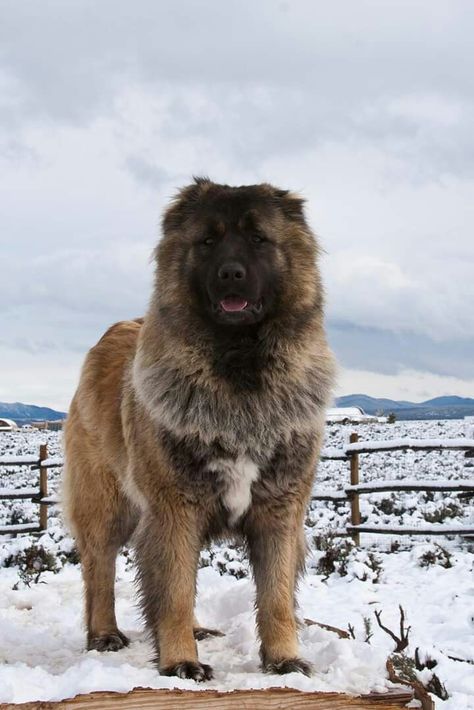 Caucasian Ovcharka Ovcharka Dog, Caucasian Ovcharka, Tibetan Mastiff Dog, Caucasian Shepherd Dog, Kangal Dog, Caucasian Shepherd, Giant Dog Breeds, Livestock Guardian Dog, Big Dog Breeds