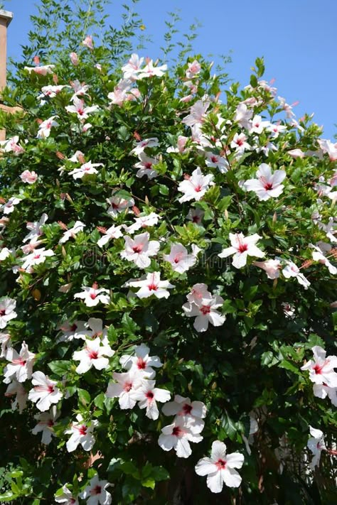 White Hibiscus Bush. A large hibiscus bush in Mallorca, Spain. Flowering in the , #Affiliate, #large, #hibiscus, #Bush, #White, #Hibiscus #ad Driveway Flowers, Joba Flower, White Flower Bush, Hallway Mural, White Hawaiian Flowers, White Hibiscus Flower, Hibiscus Shrub, White Flowering Shrubs, Hibiscus Bush