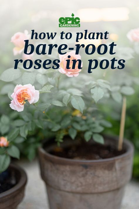 Light pink roses growing in an outdoor pot Revive Roses, Roses In A Pot, Roses In Pots, Rose Bush Care, Rooting Roses, Growing Roses, Rose Bush, How To Grow, Budget Friendly