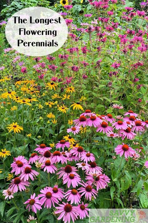 If you want a lower maintenance landscape you should look for perennial plants that are both easy-to-grow and offer a long blooming period. Most perennial plants flower for two to four weeks, but the longest flowering perennials, measure their flowering period in months! Check out this article of the 10 longest flowering perennials to add to your flower beds. Flowers For Pollinators, Perenial Garden, Backyard Flowers Beds, Native Plant Landscape, Perennial Garden Plans, Flowering Perennials, Long Blooming Perennials, Garden Flowers Perennials, Plant Landscape