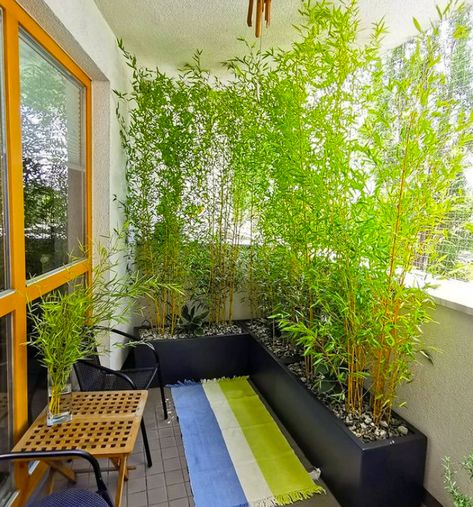 7 Best Types of Bamboo Plants for Privacy - Balcony Boss Balcony Privacy Plants, Bamboo Privacy Hedge, Bamboo Plant Indoor, Indoor Bamboo, Plants Balcony, Balcony Privacy Screen, Bamboo Privacy, Bamboo Trees, Bamboo In Pots