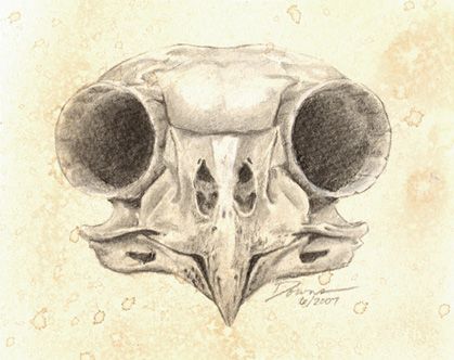 Owl Skull Drawing, Thrifted Paintings, Owl Skull Tattoos, Animal Skull Drawing, Owl Skeleton, Drawing Skeleton, Owl Skull, Science Drawing, Gargoyle Tattoo