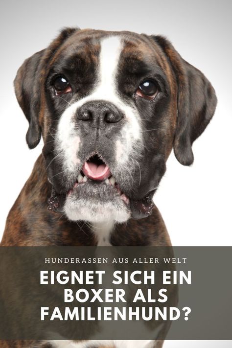 Deutscher Boxer ein Familienhund? Boxer Mix, Youtube Videos, Dogs, Animals, Quick Saves