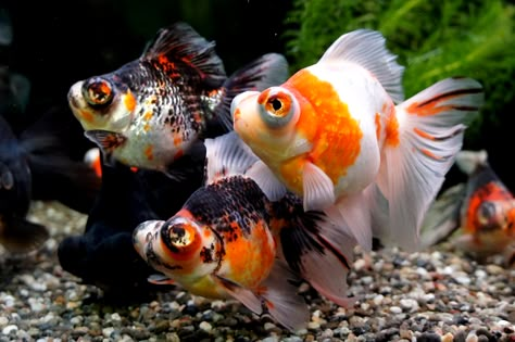 Omg they're so cute! ~ Kenzie Telescope Eye Goldfish, Butterfly Telescope Goldfish, Calico Goldfish, Telescope Goldfish, Comet Goldfish, Goldfish Types, Oranda Goldfish, Fish Aquarium Decorations, Koi Fishes