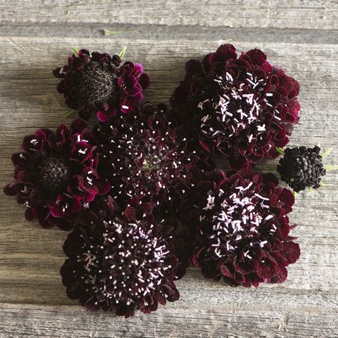 Scabiosa Seeds (Pincushion Flower) | Johnny's Selected Seeds Daucus Carota, Seed Packaging, Seed Pack, Black Knight, Flowers Black, Plant Spacing, Queen Annes Lace, Annual Flowers, Blackest Knight