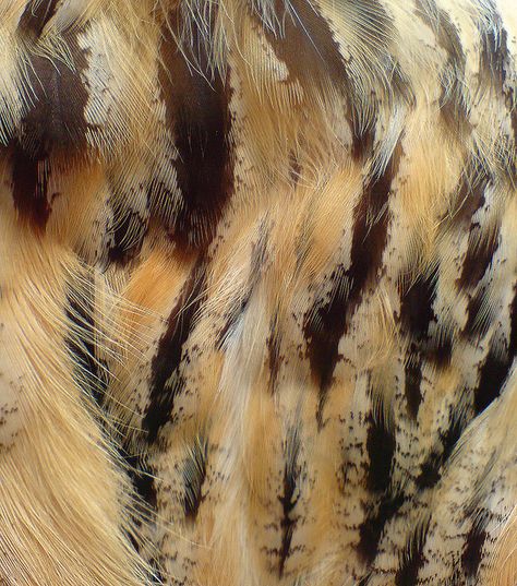 Owl Feathers Owl Feathers, On The Wings Of Love, Owl Feather, Feather Texture, What Is A Bird, Owl Patterns, Feather Art, Feather Pattern, A Level Art