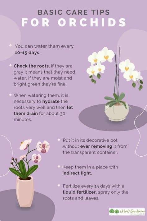 This will be an easy, step by step, detailed tutorial which will help you water your Phalaenopsis Orchid the right way!Watering Phalaenopsis Orchids is a very easy, but important aspect of their care. They don't naturally grow in soil, so watering should be done in accordance with the medium and pot they grow in!Never use hot or freezing cold water, it can damage the roots in time! Also, don't let water stand in the crown and in between the leaves, there is no wind to dry it in our homes! How To Plant Orchids In Pots, How To Care For An Orchid, How To Take Care Of Orchids, How To Grow Orchids Indoors, How To Take Care Of An Orchid, Growing Orchids In Water, How To Take Care Of Orchids Plants, Orchid Care For Beginners, How To Care For Orchids