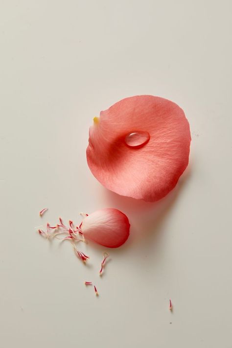 Beauty Cosmetics Photography, Lip Model, Ingredients Photography, Hd Flower Wallpaper, Kjaer Weis, Lotus Flower Art, Food Art Photography, Pink Photography, Elegant Bouquet