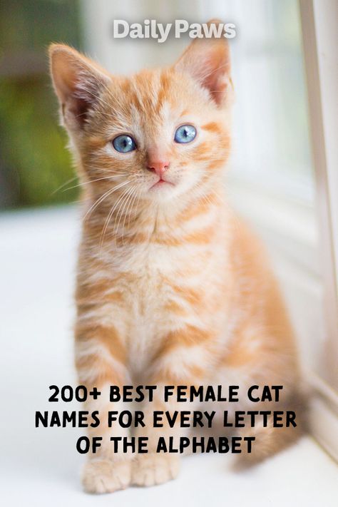 This mega list of cute and creative girl cat names will help you pick the perfect name for your new female cat. #catnames #kittennames #uniquepetnames #badasscatnames Cat Names Girl Unique, Female Cat Names Unique, Badass Cat Names, Ginger Cat Names, Kitten Names Girl, Biblical Girl Names, Cat Breeds List, Girl Cat Names, Unique Cat Names