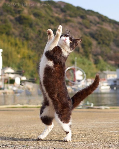 Jumping Cat, Cat Standing, Cat Reference, Image Chat, Dancing Cat, Cat Pose, Cat Photography, Funny Cat Videos, Cat Care