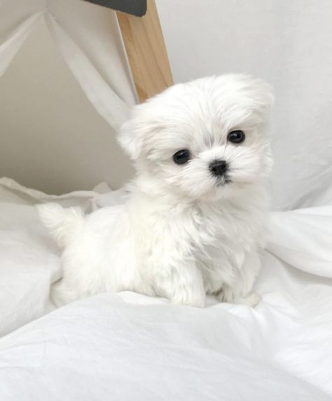 Mini Maltese Puppies For Sale Near Me, Teacup Maltese Puppies Breeder Mini Maltese, Baby Maltese, Maltipoo Puppies For Sale, Rolls Homemade, Maltese Puppies For Sale, Maltipoo Puppies, Morkie Puppies, Teacup Chihuahua Puppies, Cute Teacup Puppies